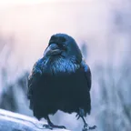 A crow perching on wood